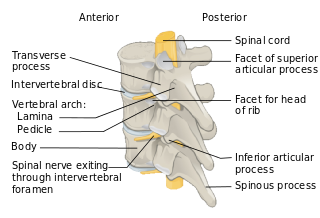 Locked Spinal Joint And Chiropractic Treatments – Rocky Hill ...